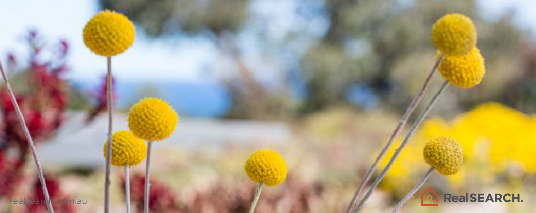 Discover the Beauty of Australian Native Flowers: Top 16 Choices for Your Garden